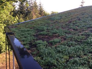 tamlins first green roof