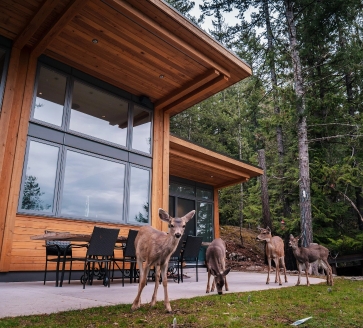 Gambier-rear-yard-with-deers